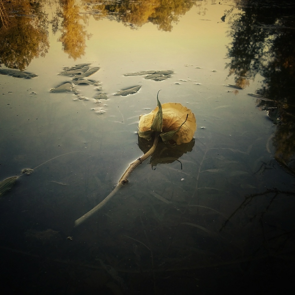 Meet your Posher, Cassie